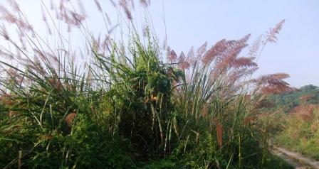 Some of the elephant grass was almost three times as tall as I am!  
